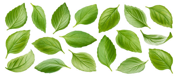 istock Basil leaves isolated on white background with clipping path 1371781844