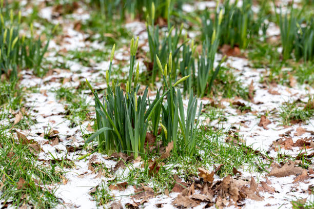 jonquilles poussant avec de la neige sur le sol autour d’elles - flower snow winter close up photos et images de collection