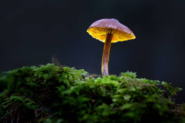 istock The forest mushroom shines like a lamp 1371782824