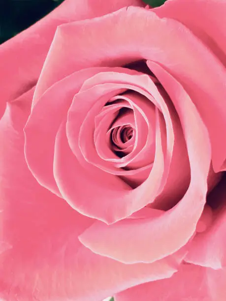 Photo of Pastel Pink Rose Close-up