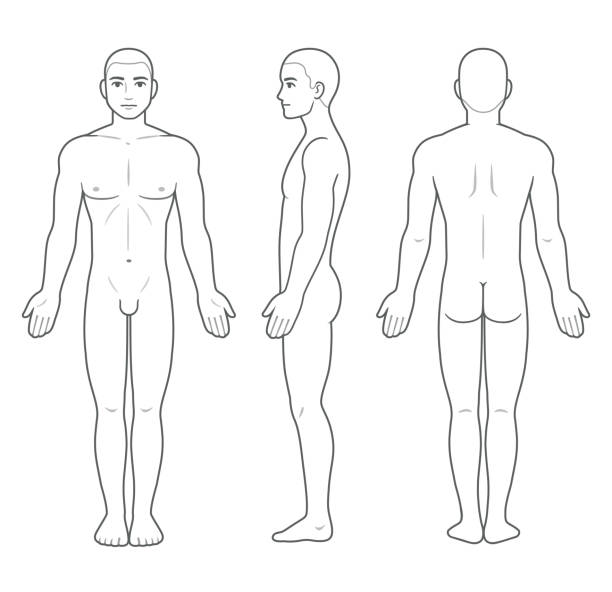 illustrazioni stock, clip art, cartoni animati e icone di tendenza di modello di grafico del corpo maschile - parte del corpo umano