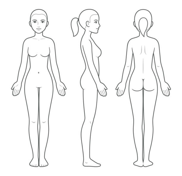 ilustrações de stock, clip art, desenhos animados e ícones de female body chart template - body woman back