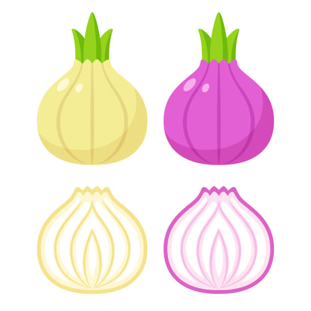 ilustraciones, imágenes clip art, dibujos animados e iconos de stock de blanco y rojo cebolla - onion