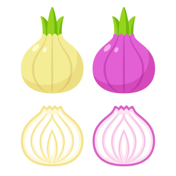 ilustrações, clipart, desenhos animados e ícones de branco e cebola roxa - onion