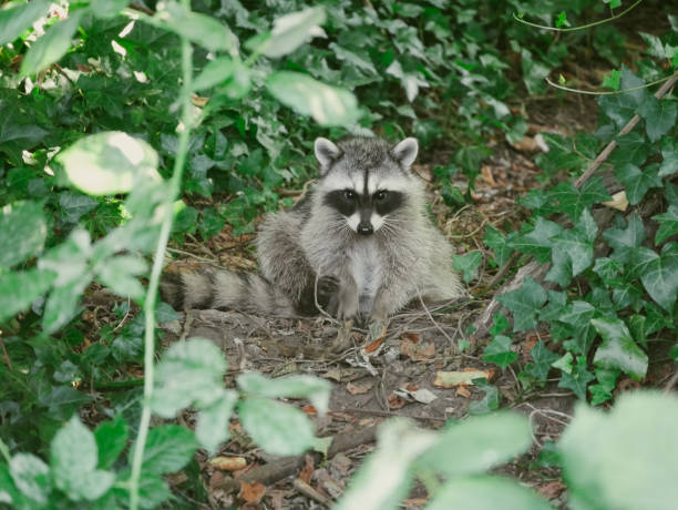 istock Wild raccoon at Stanley Park 1371785123