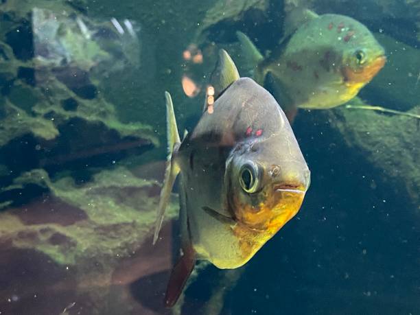 istock Pretty freshwater fish in the aquarium 1371785183