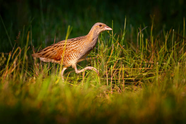 The corn crake, corncrake or landrail, Crex crex is a bird in the rail family The corn crake, corncrake or landrail is a bird in the rail family corncrake stock pictures, royalty-free photos & images
