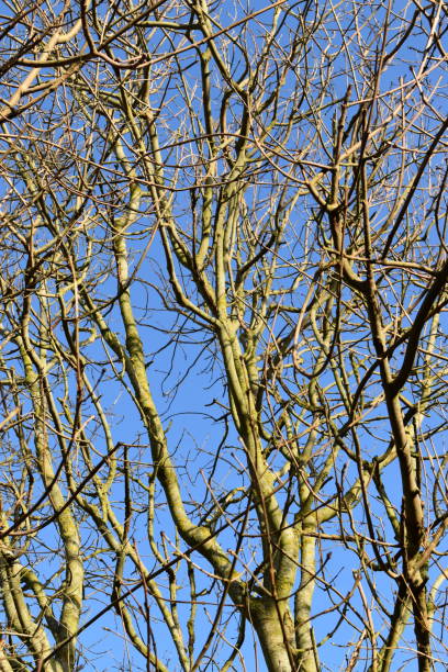 istock Green wilderness against blue sky. 1371785441