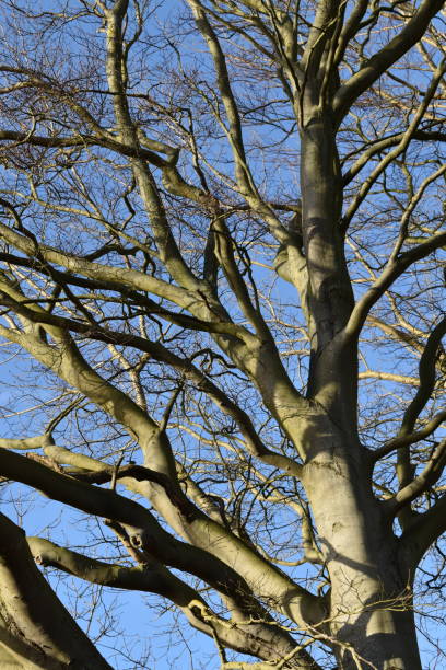 старое голое буковое дерево. - fractal clear sky tree sky стоковые фото и изображения