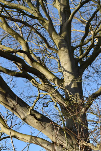 old bare beech tree. - fractal clear sky tree sky imagens e fotografias de stock