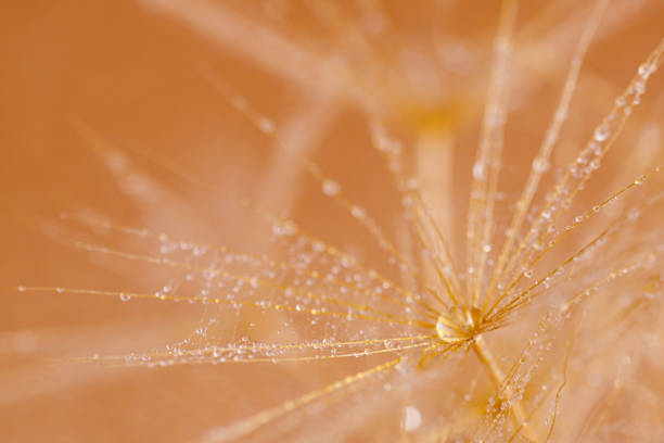 istock Macro shot of dandelion with droplets 1371786923