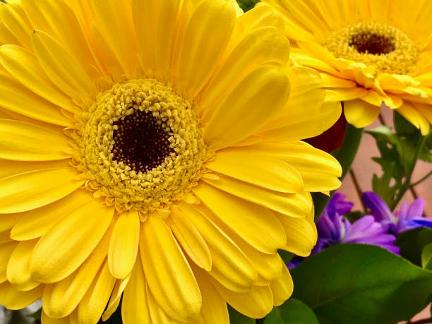 istock Perfect Yellow Gerbera Flower 1371787145