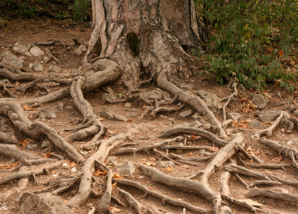 istock a lot of tree roots on the ground 1371787808