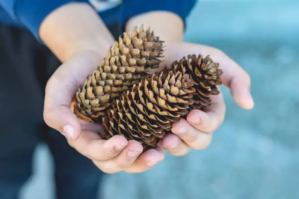 Pine cone in a hand of little boy