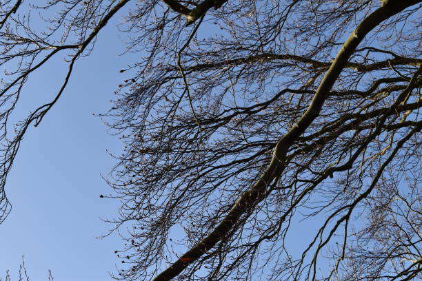 bare beech branches. - fractal clear sky tree sky imagens e fotografias de stock