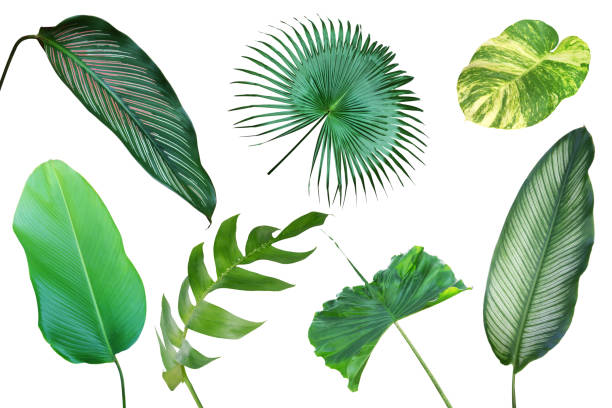 istock Set of Tropical Leaves Isolated on White Background with Clipping Path 1371789241