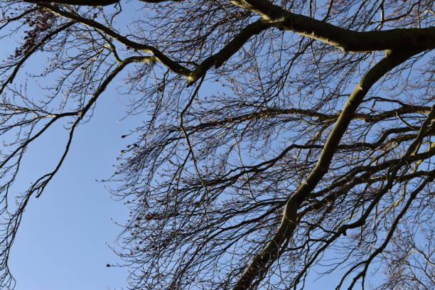 bare beech branches. - fractal clear sky tree sky imagens e fotografias de stock