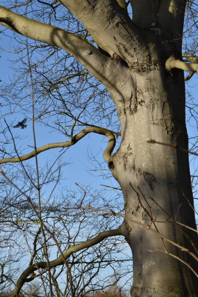 bare beech trunk and a flying crow. - fractal clear sky tree sky imagens e fotografias de stock