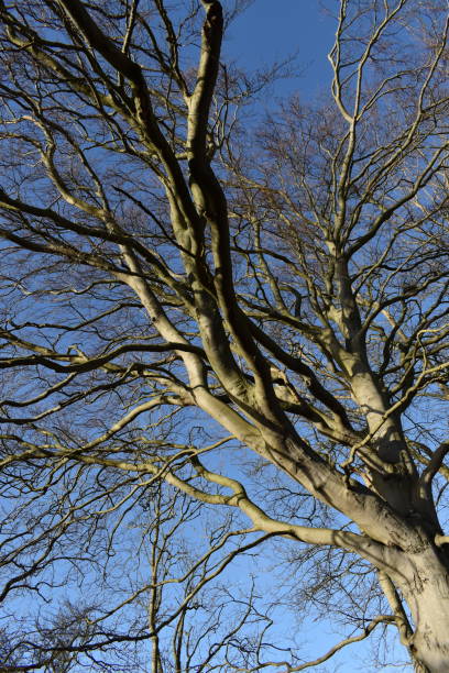 bare beech tree - big and very old. - fractal clear sky tree sky imagens e fotografias de stock