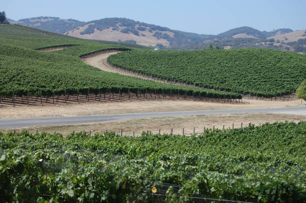 istock Rolling Hills and Vineyards Sonoma 1371790345