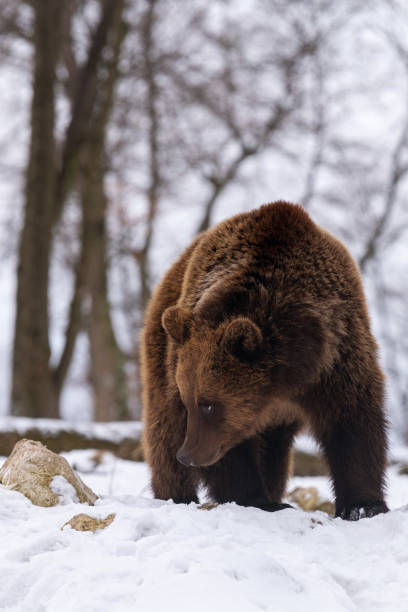 istock Wild brown bear in winter forest 1371790838