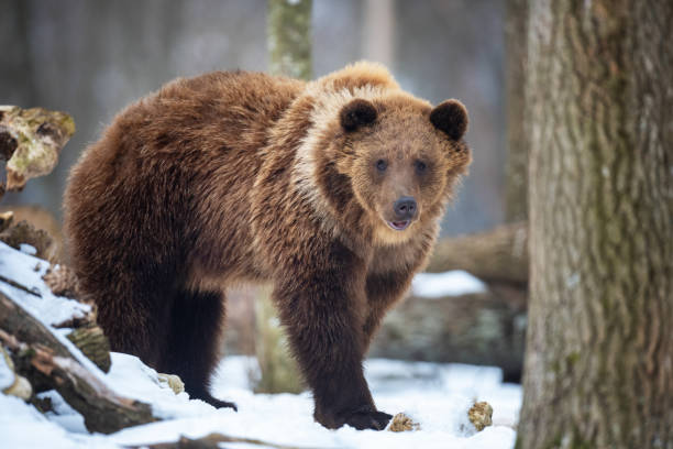 istock Wild brown bear in winter forest 1371790849