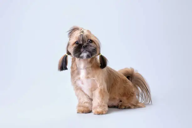 Photo of Shih tzu shows a haircut made in an animal salon