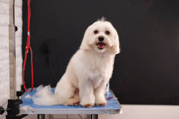 A lapdog after a haircut sits on a grooming table.