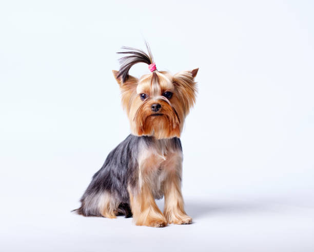 istock A small Yorkshire terrier with a stylish haircut on a light background. 1371790938