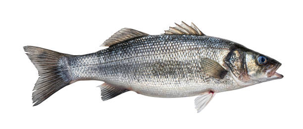 istock Sea bass, fresh seabass fish isolated on white background 1371791018