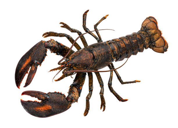 Fresh raw lobster isolated on white background, top view