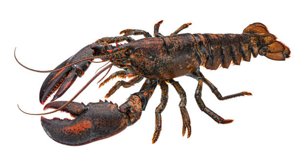 istock Fresh lobster isolated on white background 1371791035