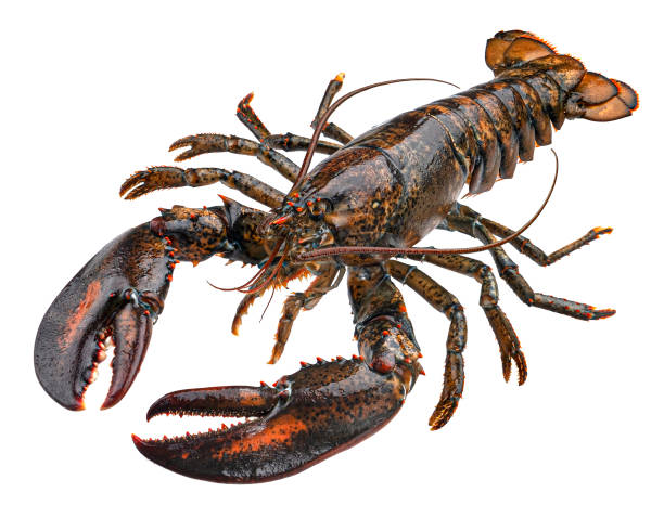 istock Fresh raw lobster isolated on white background 1371791036