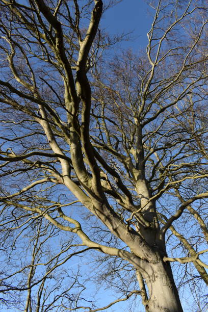 the treetop of an old bare beech tree. - fractal clear sky tree sky imagens e fotografias de stock