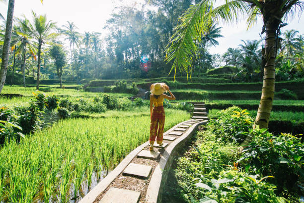 Woman at Tegalalang rice terrace in Bali Young woman on green cascade rice field plantation at Tegalalang terrace. Bali, Indonesia - Beautiful female model posing at rice terrace in Ubud rice terrace stock pictures, royalty-free photos & images