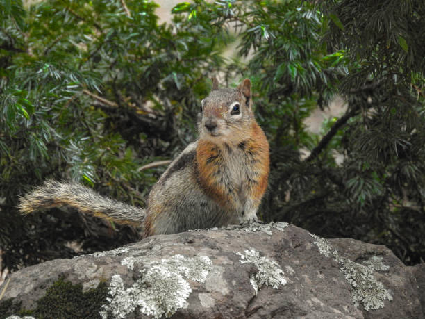Golden-mantled Ground Squirrel (Spermophilus lateralis) at The Arboretum at Flagstaff, Arizona