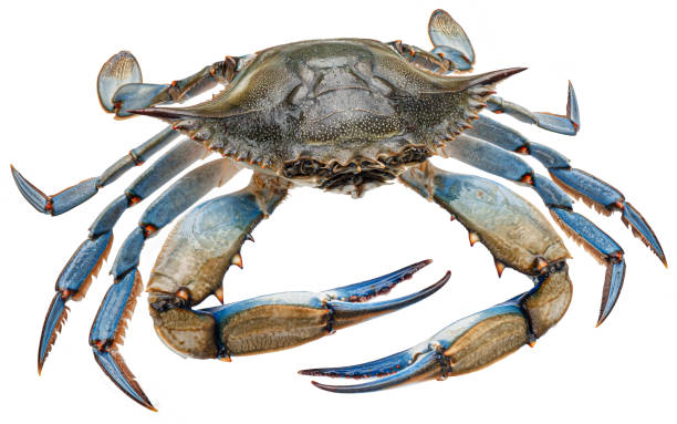 istock Blue crab isolated on white background, full depth of field 1371792193