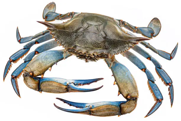 Blue crab isolated on white background with clipping path