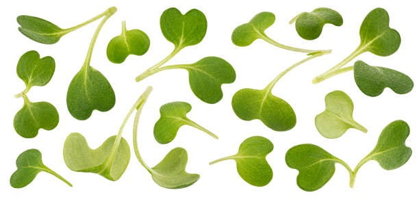 istock Microgreen leaves, arugula sprouts isolated on white background, macro 1371792232