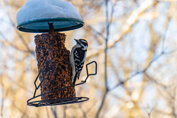 istock Downy Woodpecker at feeder 1371792305