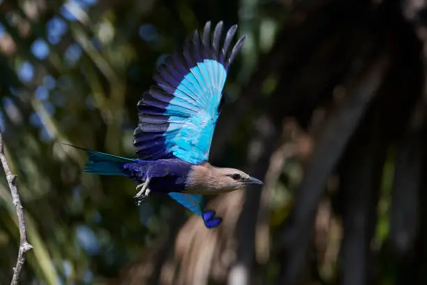 blue-bellied roller in its natural habitat in Gambia