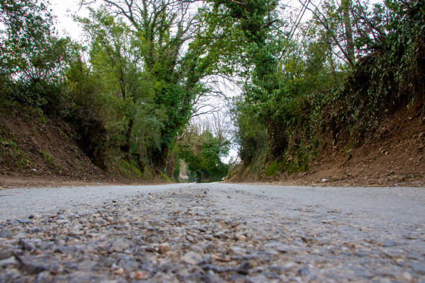 Highland road covered with trees