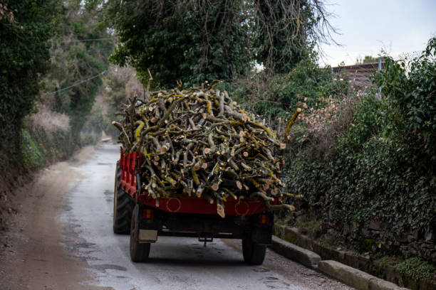 Tractor carrying felled trees on its trailer