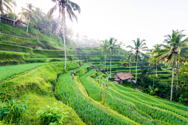 istock Tegalalang rice terraces in Ubud, Bali 1371794182