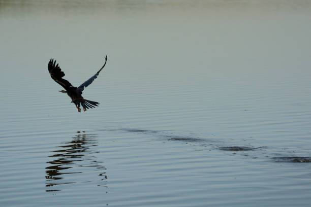 istock Slangkop Africa Darter in flight 1371795780