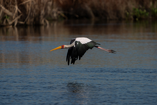 Yellow Billed Stork in flight spread wing over a body of water or lake river in a nature reserve in South Africa