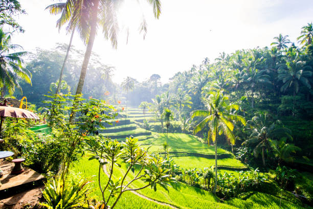 istock Tegalalang rice terraces in Ubud, Bali 1371796024