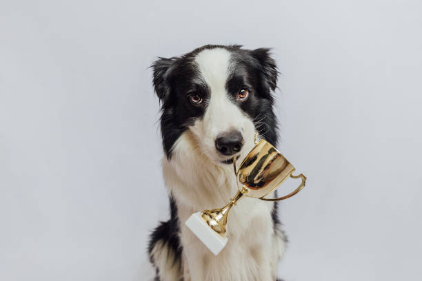 słodki szczeniak pies border collie trzymający złoty puchar trofeum mistrza w ustach izolowany na białym tle. zwycięzca mistrz śmiesznego psa. zwycięstwo pierwsze miejsce w zawodach. koncepcja wygranej lub sukcesu - exhibition of dog zdjęcia i obrazy z banku zdjęć