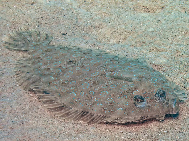 a hand wearing a blue glove is holding a fish, whose skin is shiny, indicating its freshness.