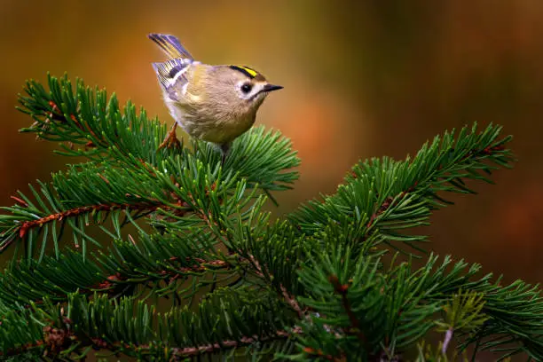 Photo of The goldcrest - Regulus regulus - is a very small passerine bird in the kinglet family